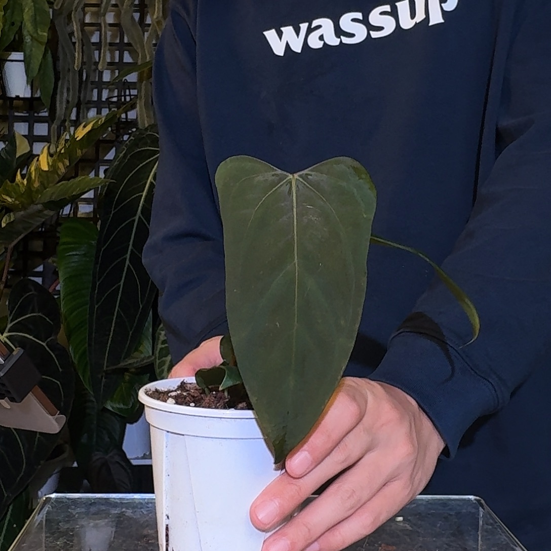 完全开放K198 悉尼 亚杂