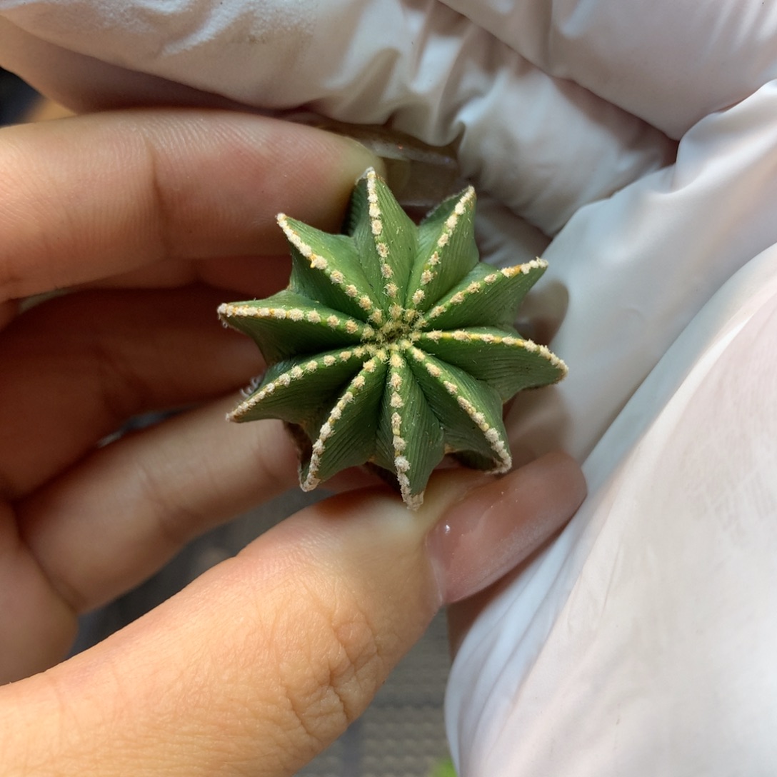      侧芽 新顿花龙2.8公分起发 无根不包发根