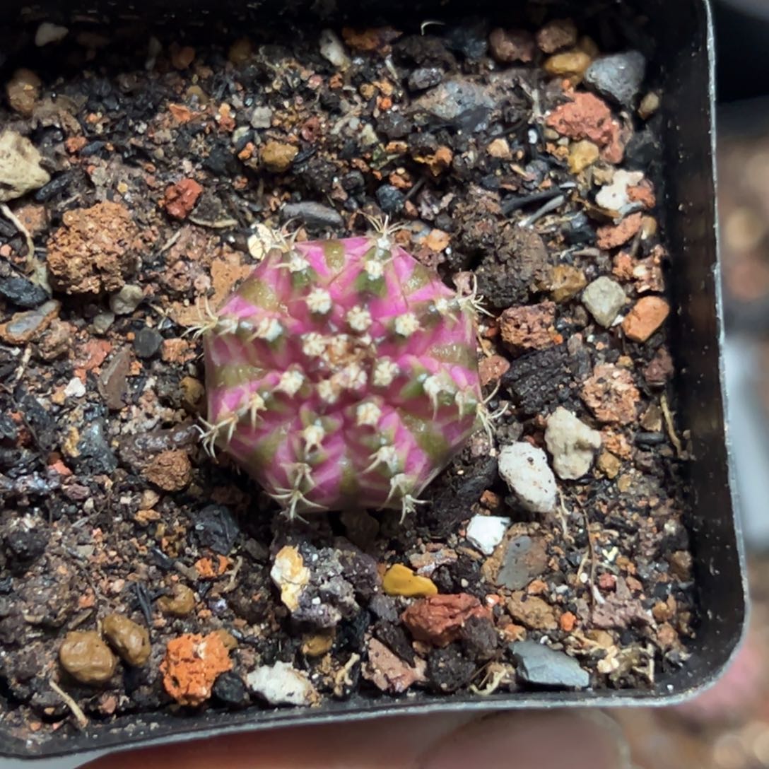 实生海神规范2.1厘米带盆土发货8