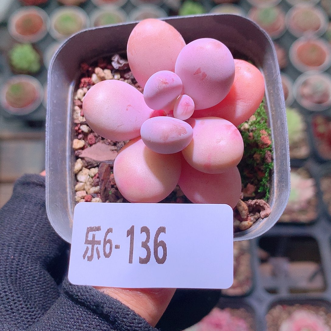 乐然6-136 桃蛋单头