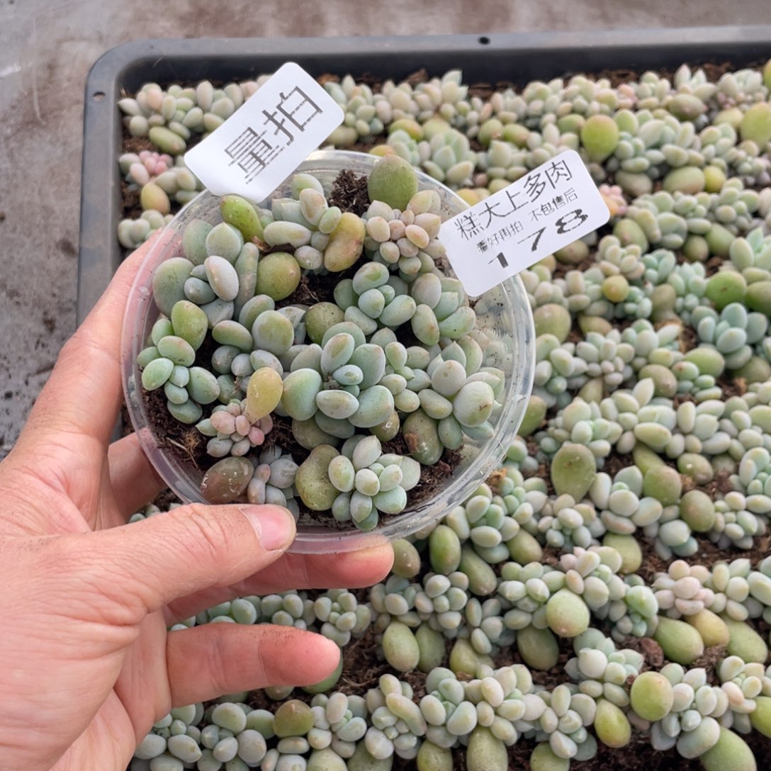糕大上多肉植物178