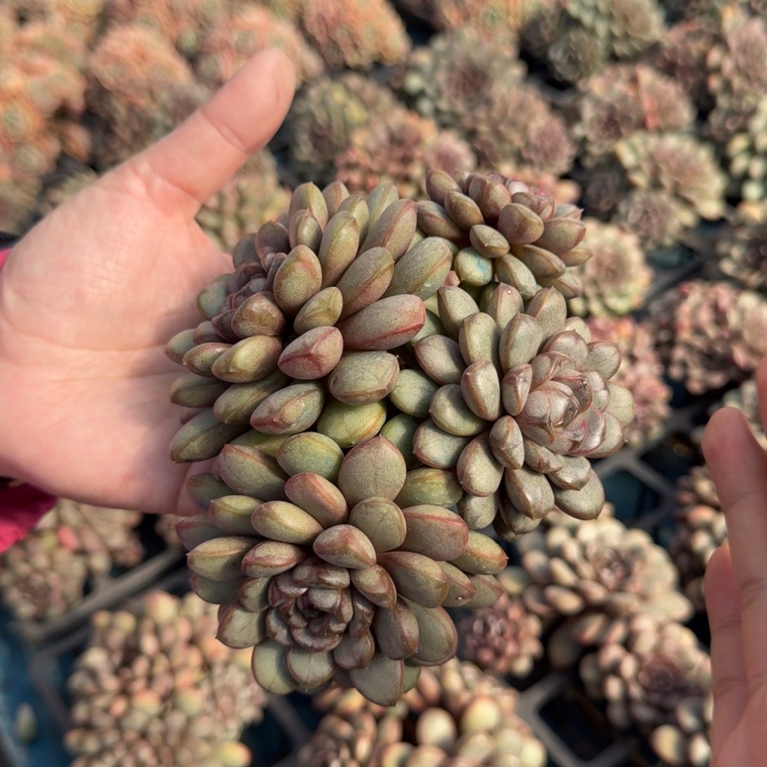 从前慢花样多肉编号-四头葡萄