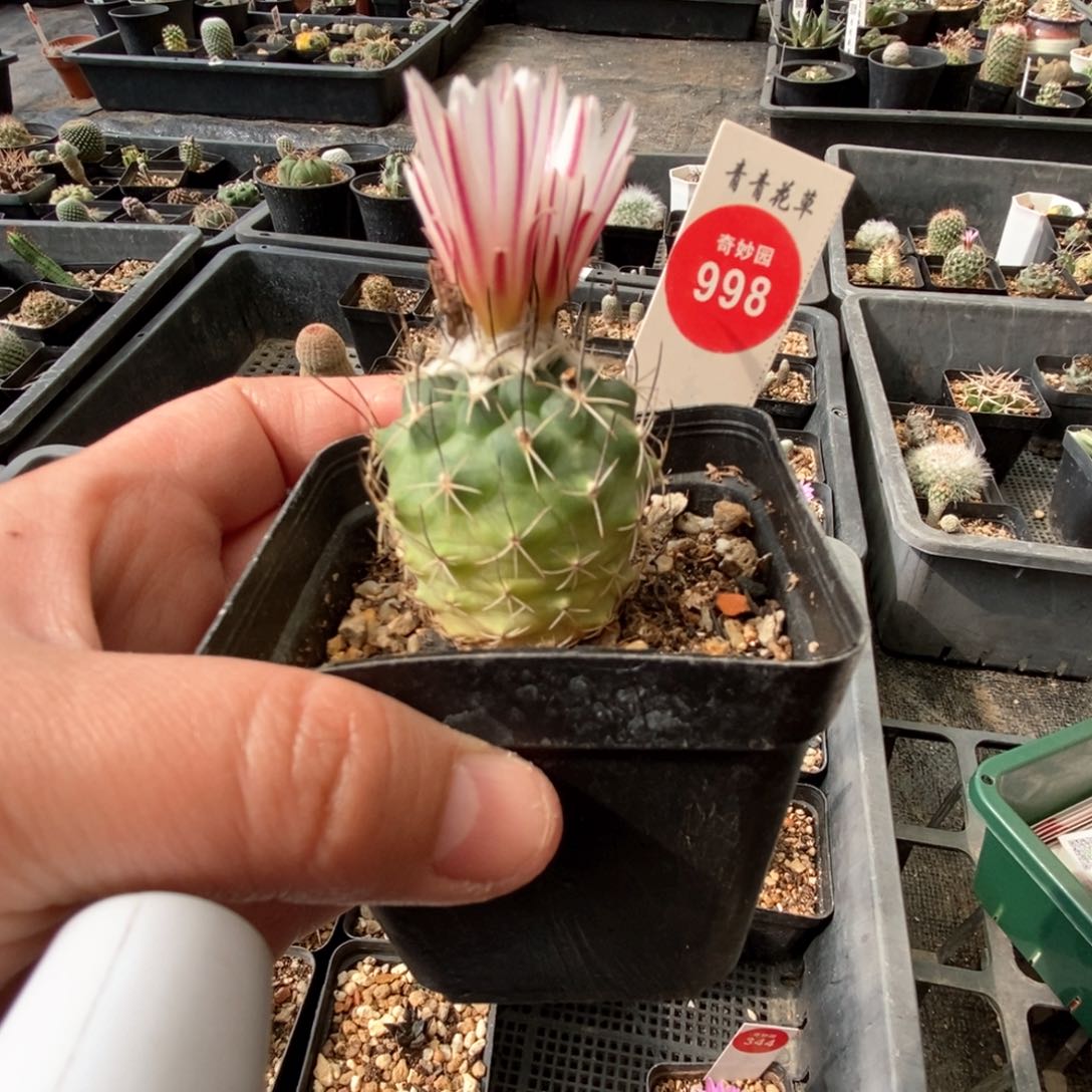 实生黄体黑刺粉花娇丽3.5cm