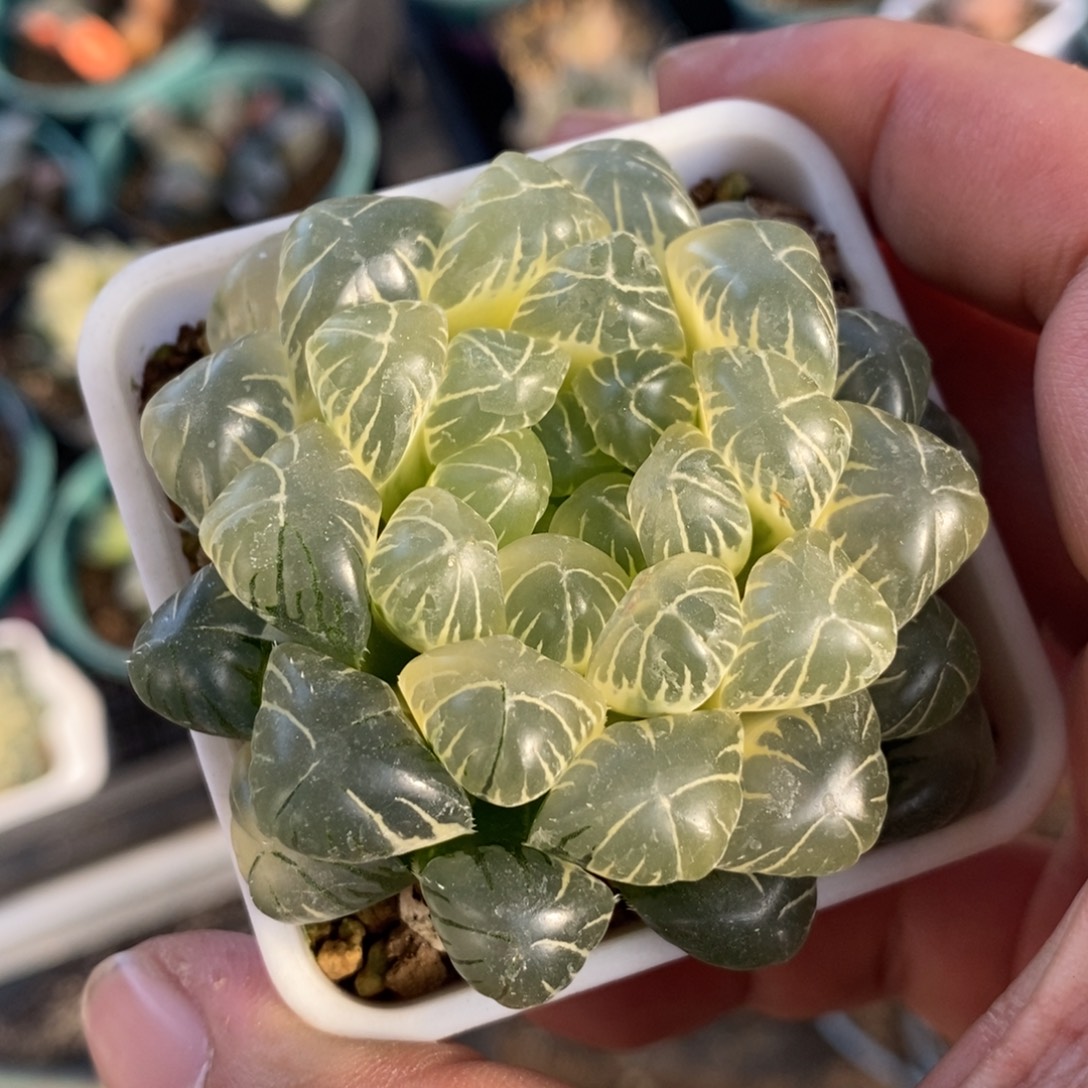 一颗糊斑湖水玉露锦 