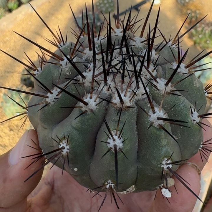 黑王无根96666666