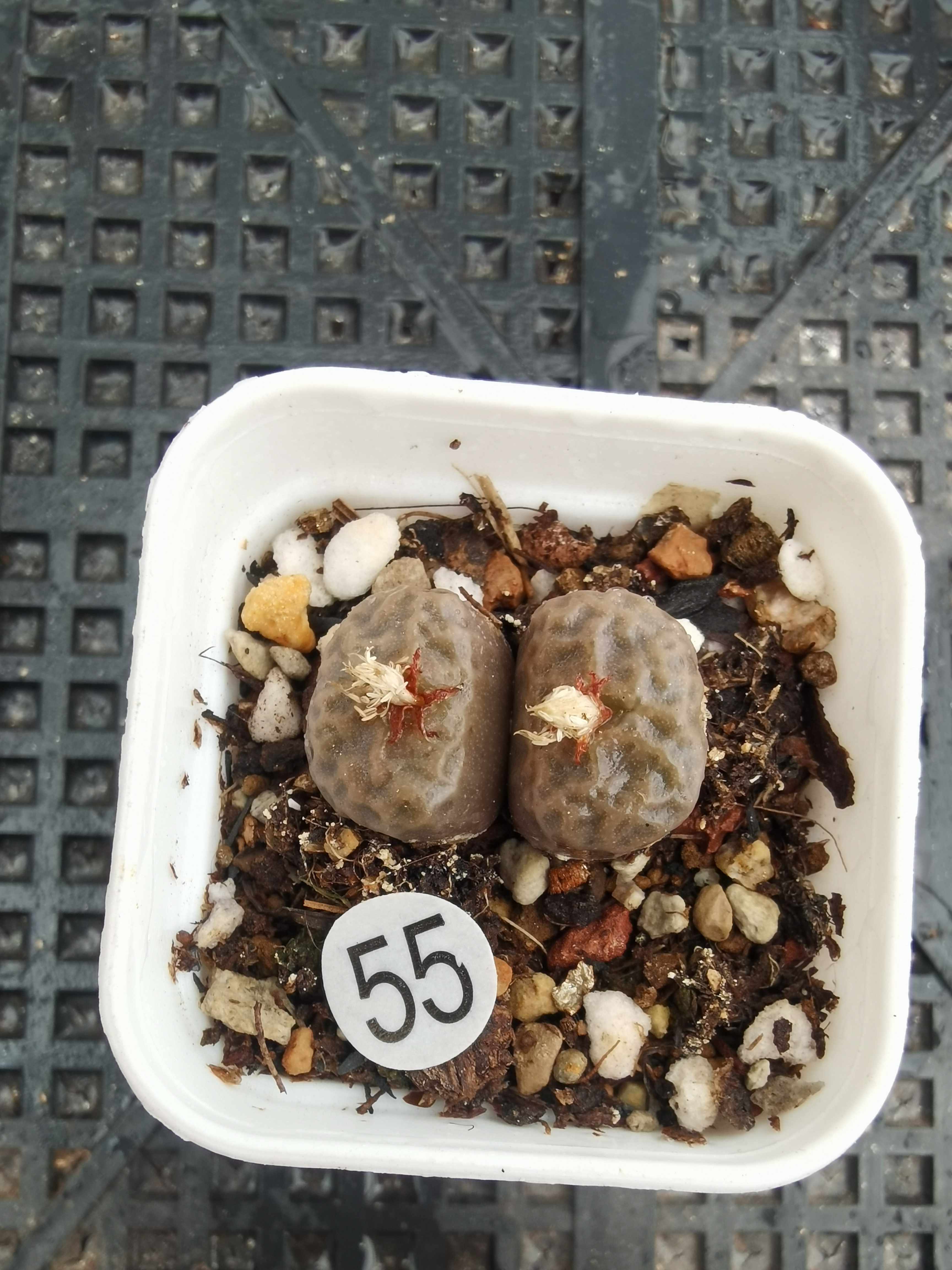 （零下勿拍）烧麦双头1.4/1.4CM多肉