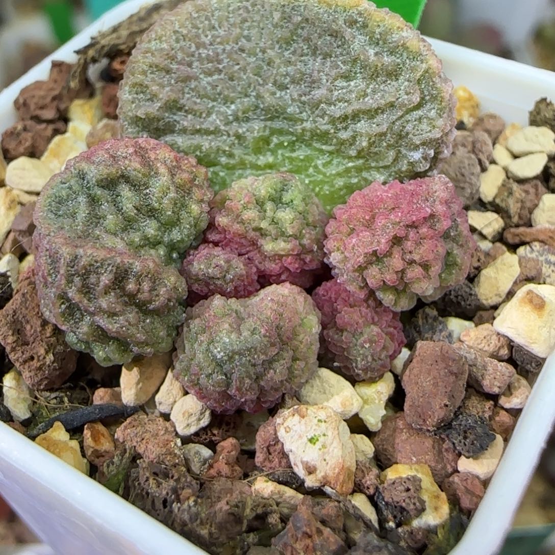 编号620底叶插，四方盆发