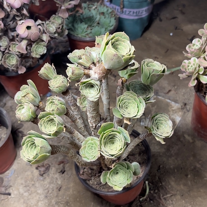 多肉植物法师29原始绿