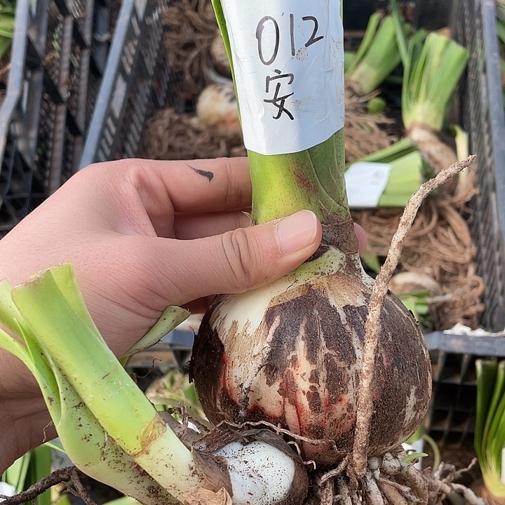 012安吉拉8.9公分带三大侧