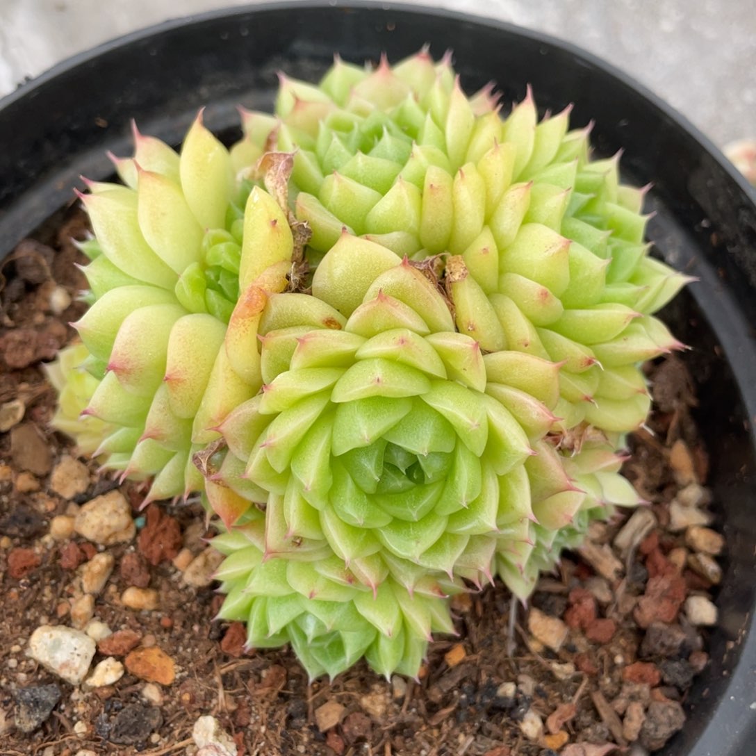 麦秆群生球状10公分