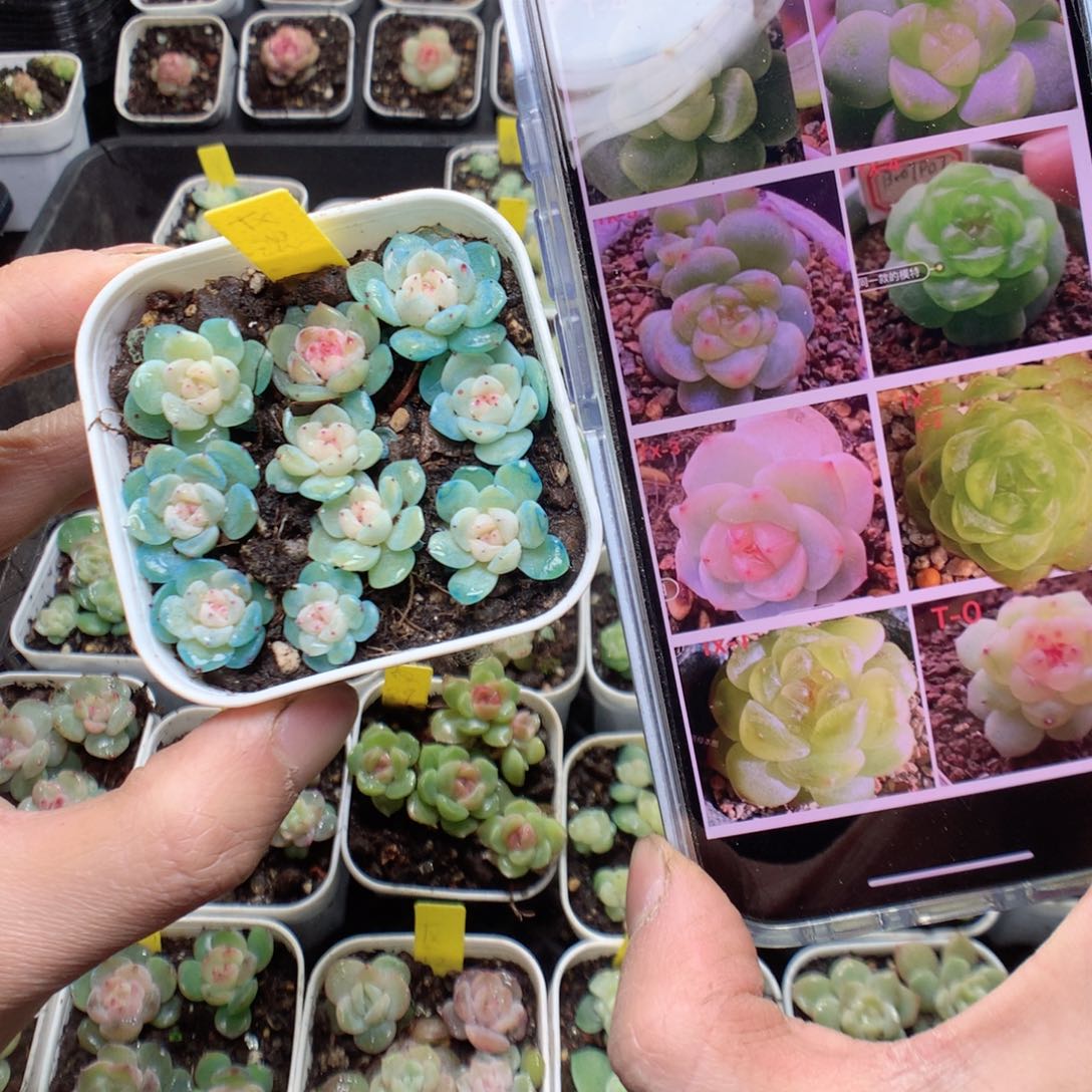 无花朵甜心混10颗yyyyyy