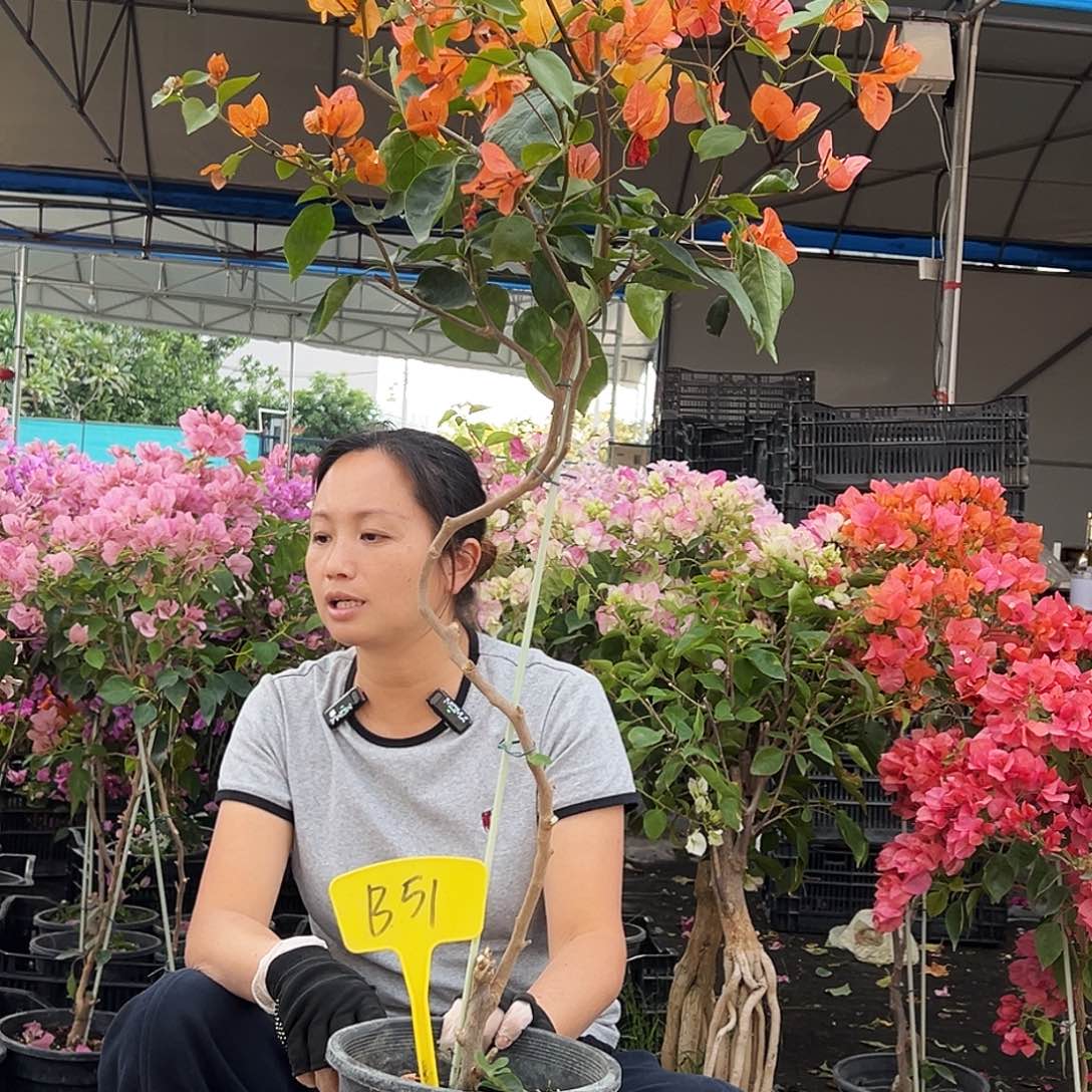 冰***洁大部分花苞少量开放B51阿达纳