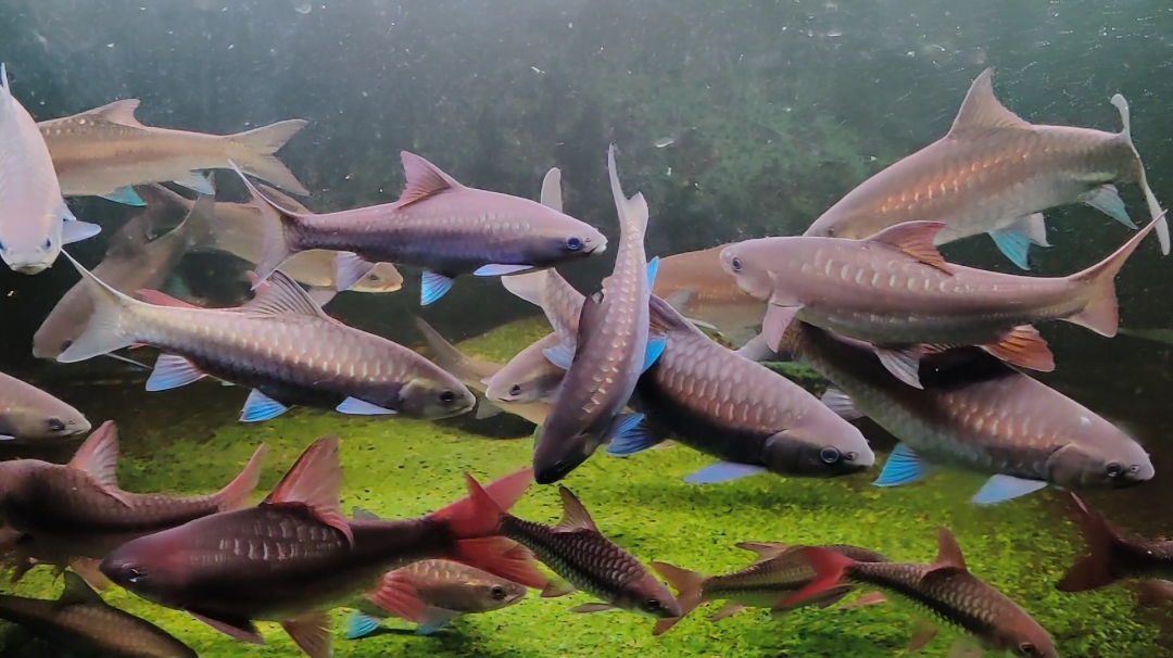 野生国结红吉罗异口保山蓝吉罗金吉罗一物一拍（一镜开箱视频售后）