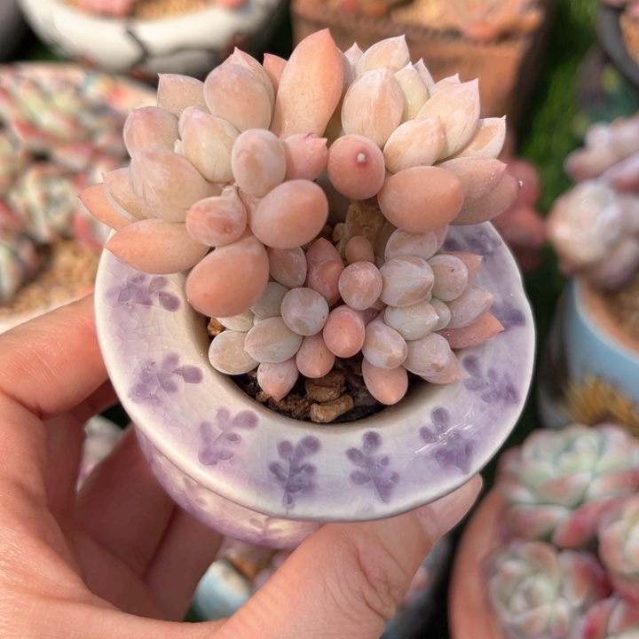 奶糖美人老庄脱土发……