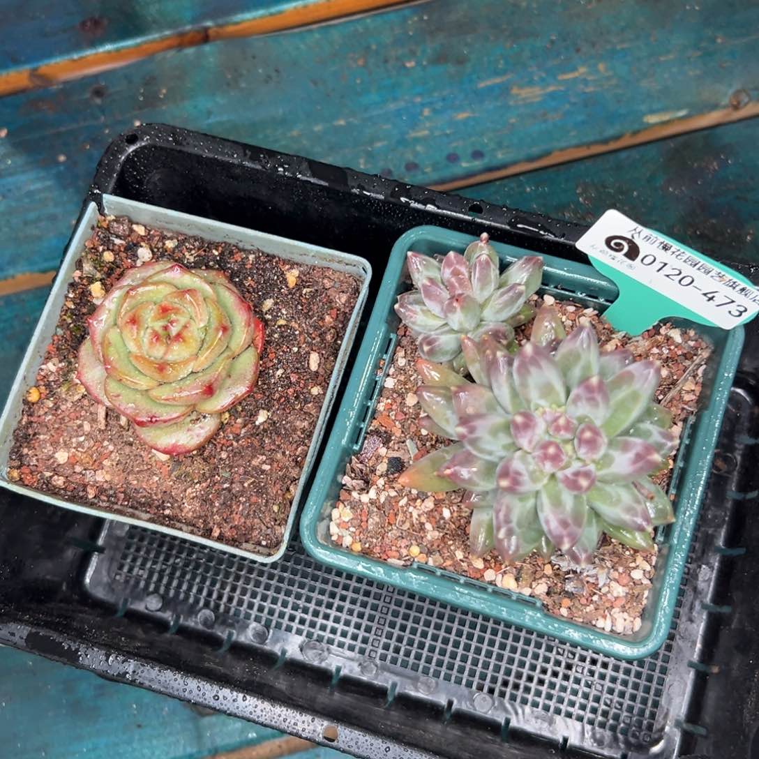 多肉一物一拍0120-473