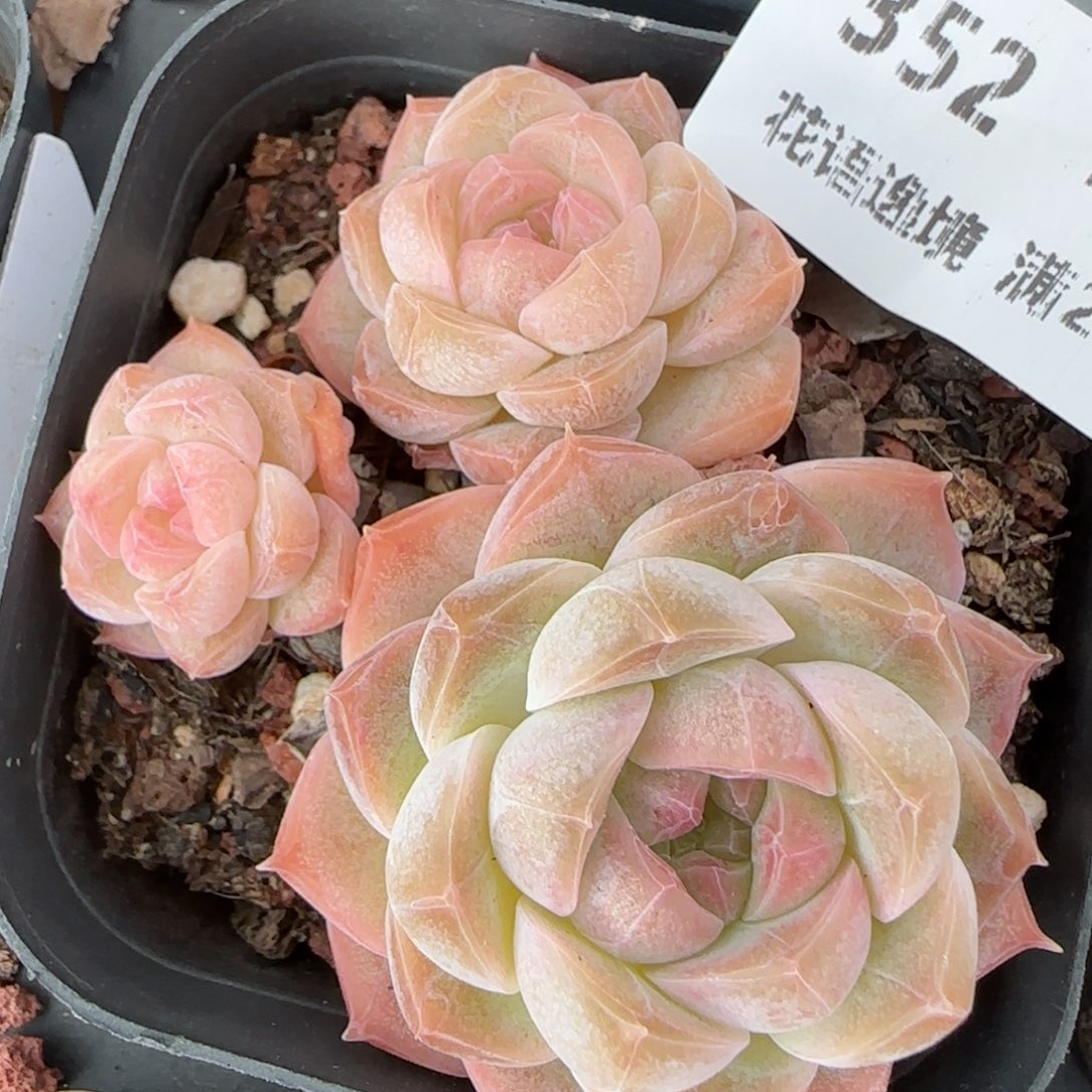 花语逸境0122-352