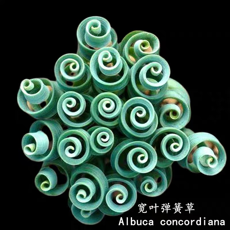 稀有宽叶弹簧草种球多肉裸根发 种球1公分以上
