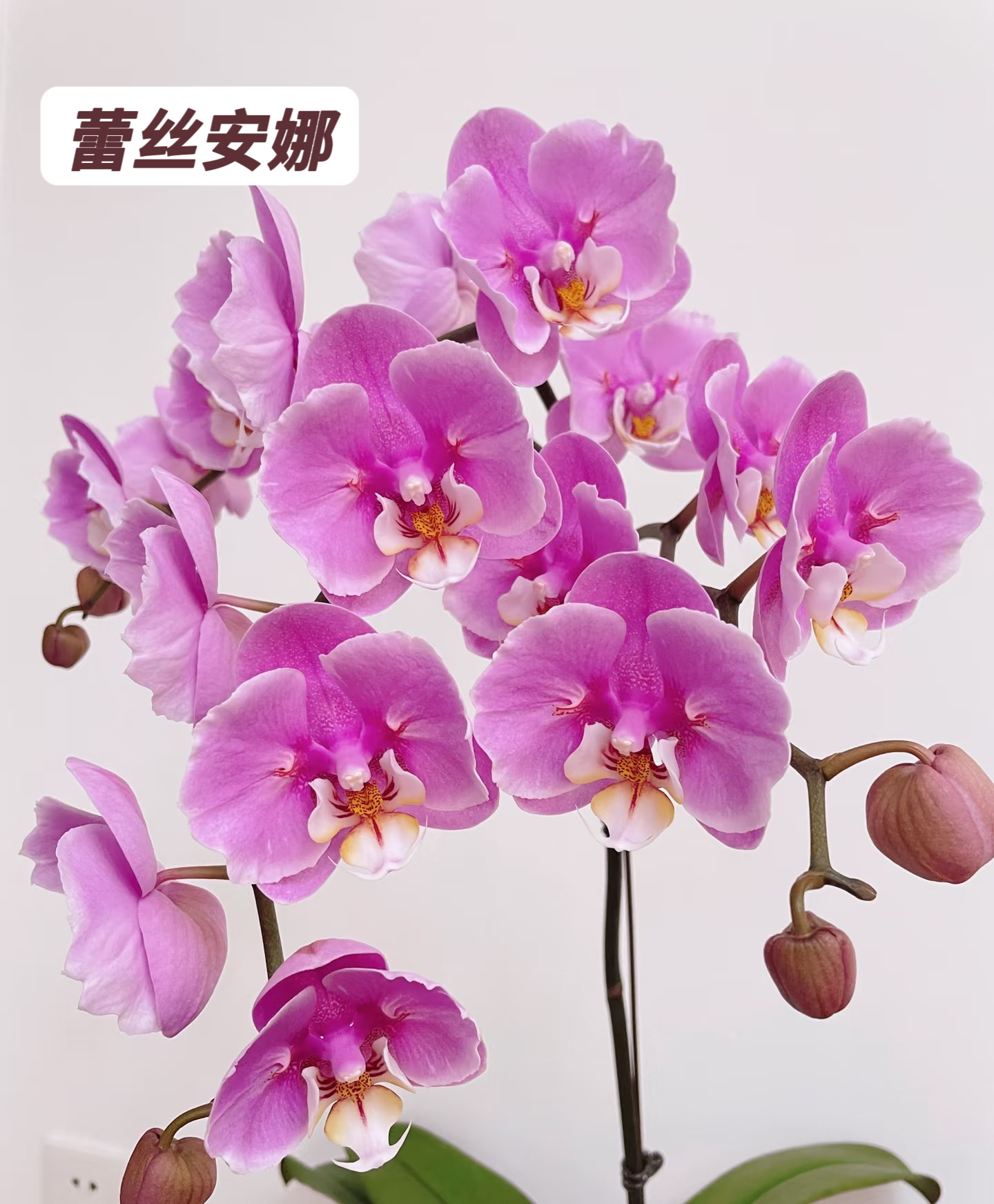 蝴蝶兰-【蕾丝安娜】苗子3.0寸加高杯原杯发返祖率高