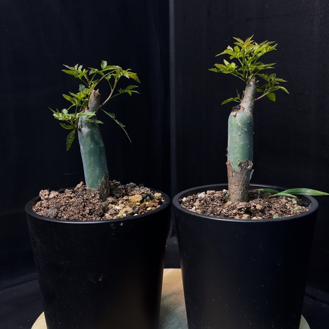 芳香裂榄开播福利