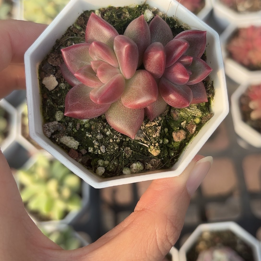 精品迷雾泡泡多肉植物