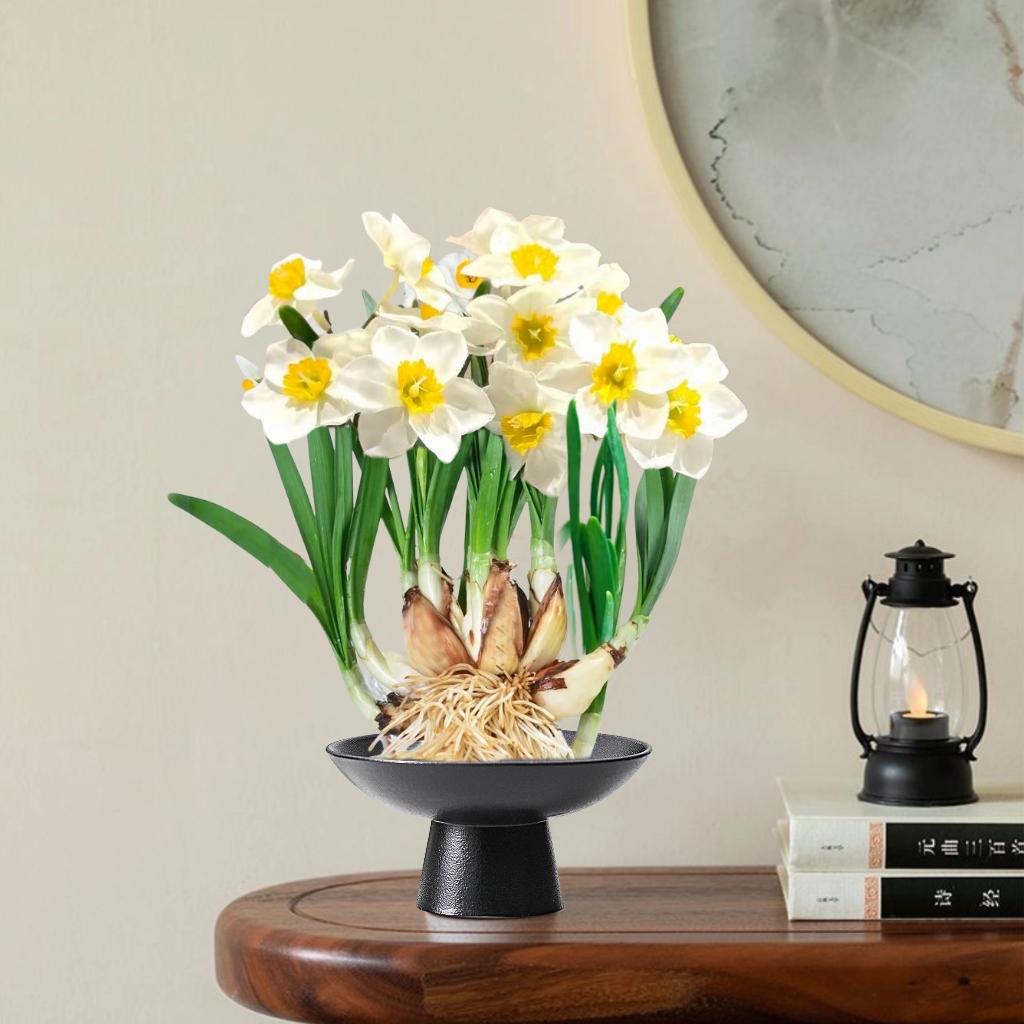 【八字切花王】6个叶芽漳州水仙花带芽带根开花水培室内外绿植花卉