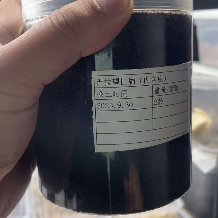 巴拉望巨扁3龄公虫广告词gggg