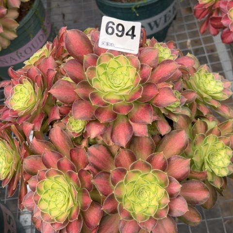 694韶华25厘米左右