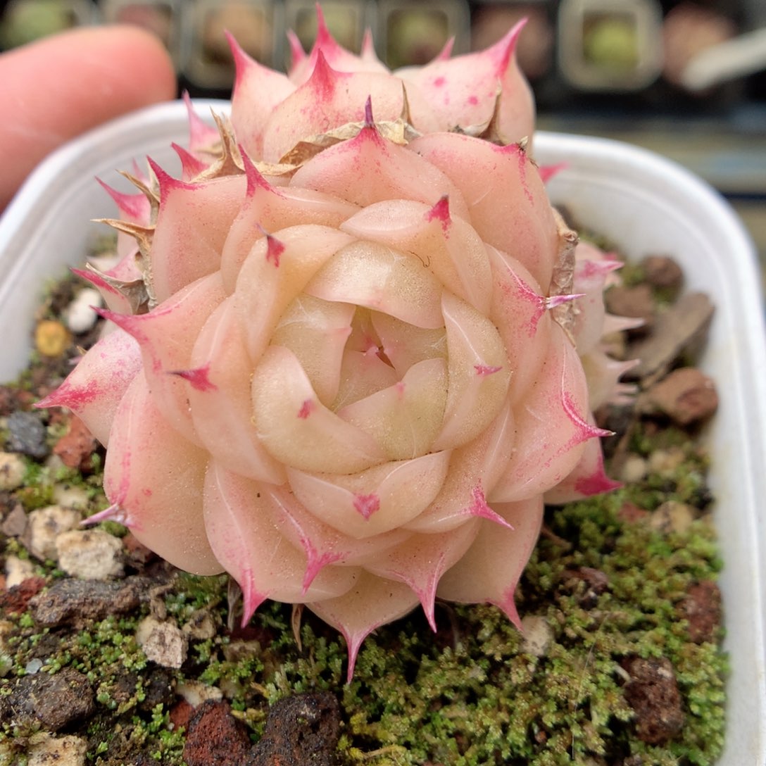 G78 ，20包邮两天凑单