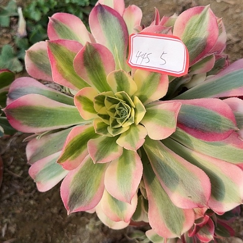 多肉植物白凤445号