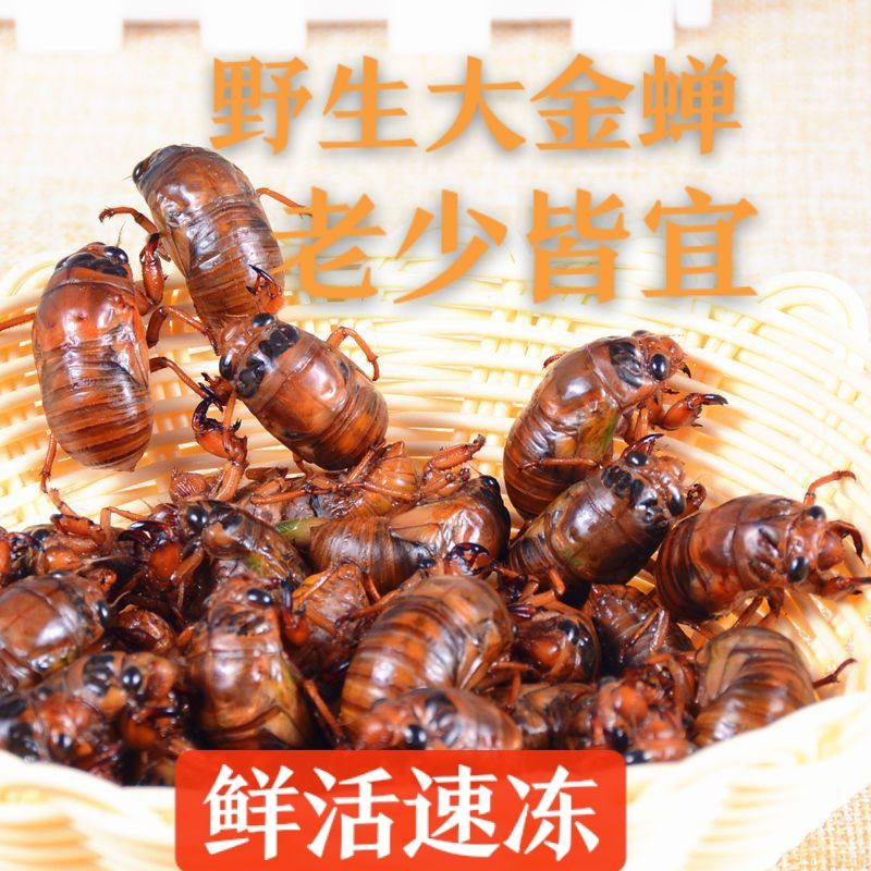 【顺丰包邮】2025年新抓金蝉爬叉知了猴金蝉50只100只200只