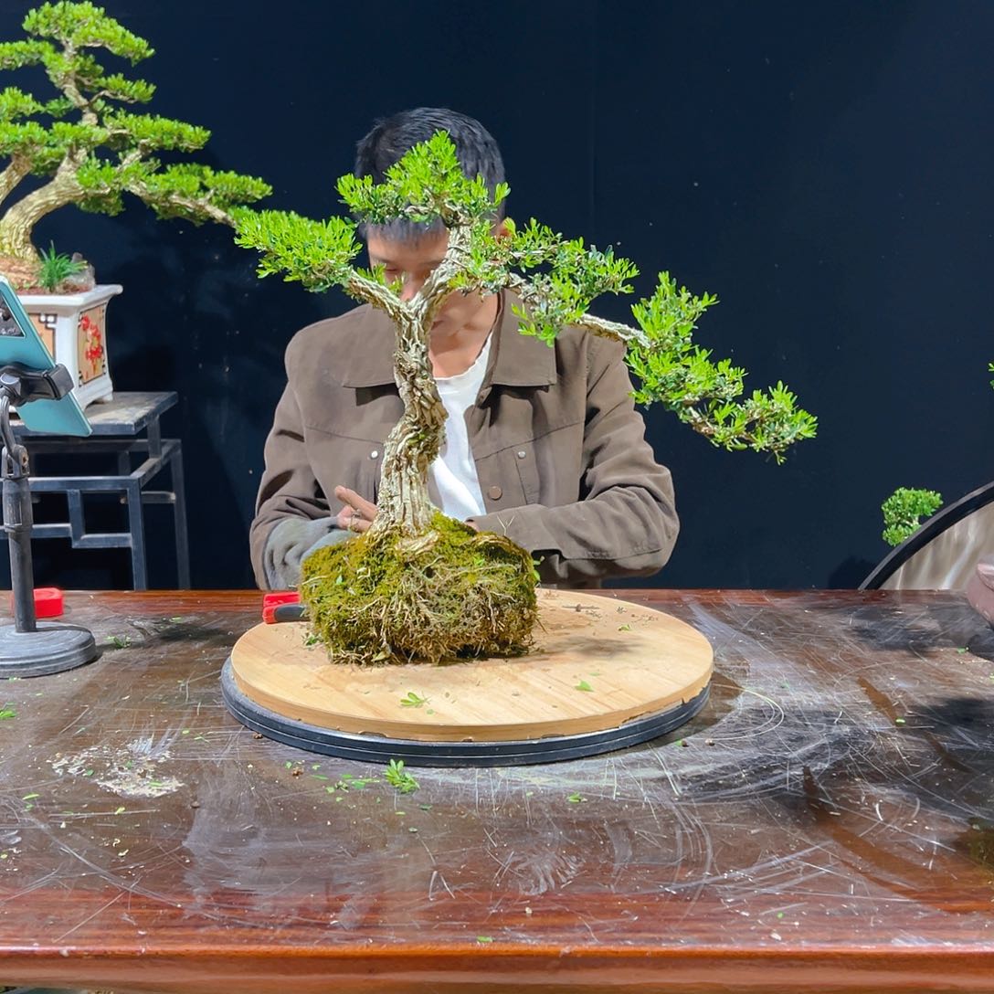无花朵广东雀舌皱皮黄杨盆景