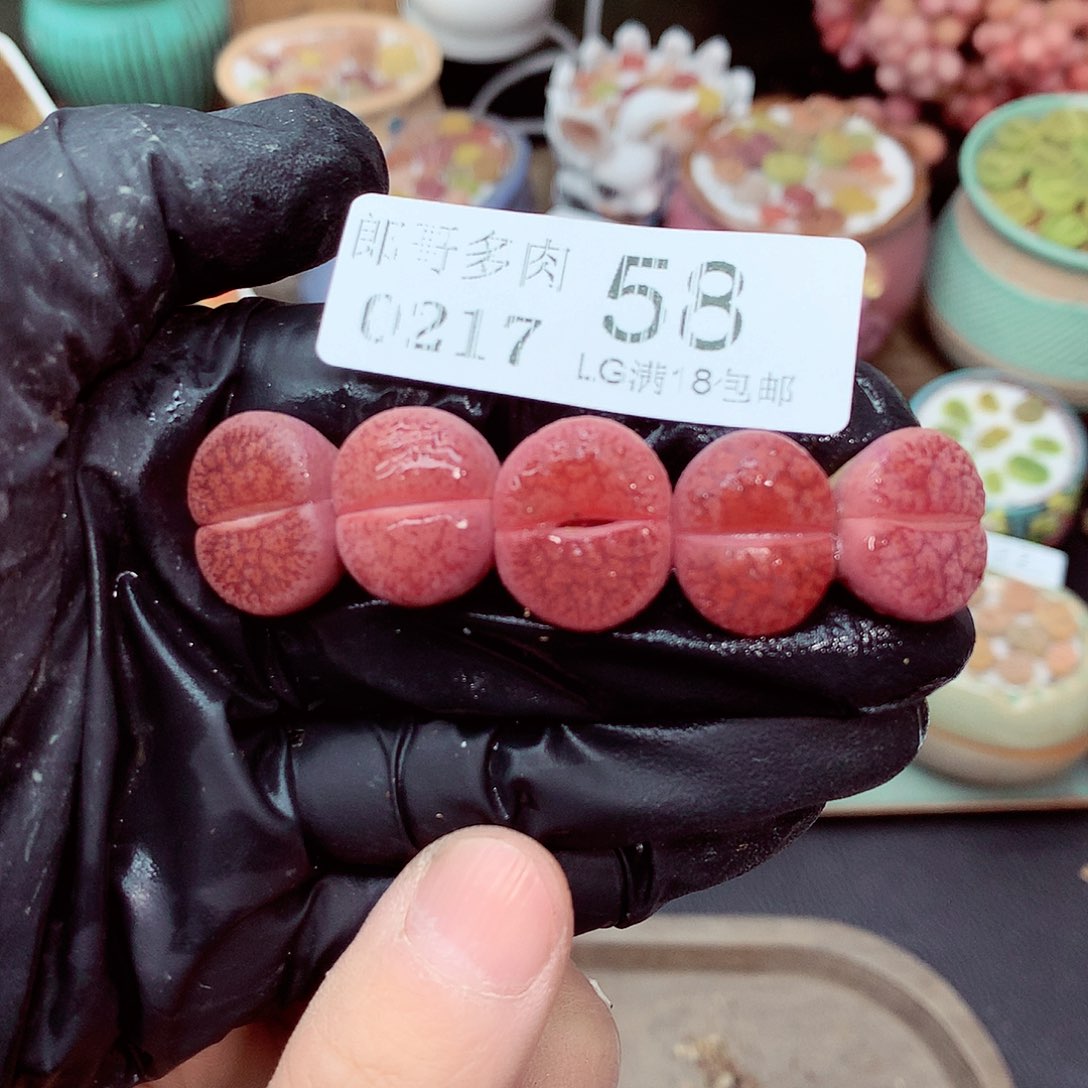 郎哥多肉生石花，17-58