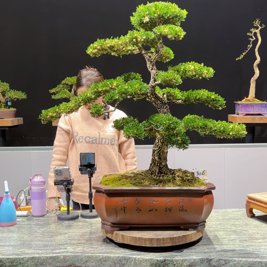 四季常青老桩黄杨盆景