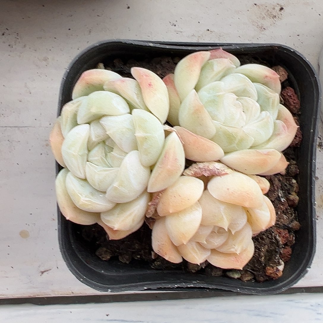 满38包邮珍妮群生