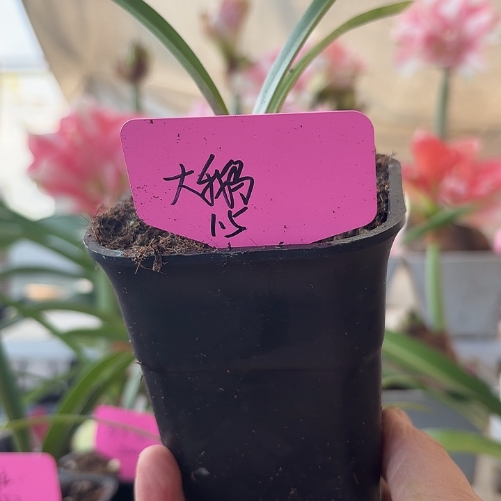 无花朵大鹅朱顶红直径1.8