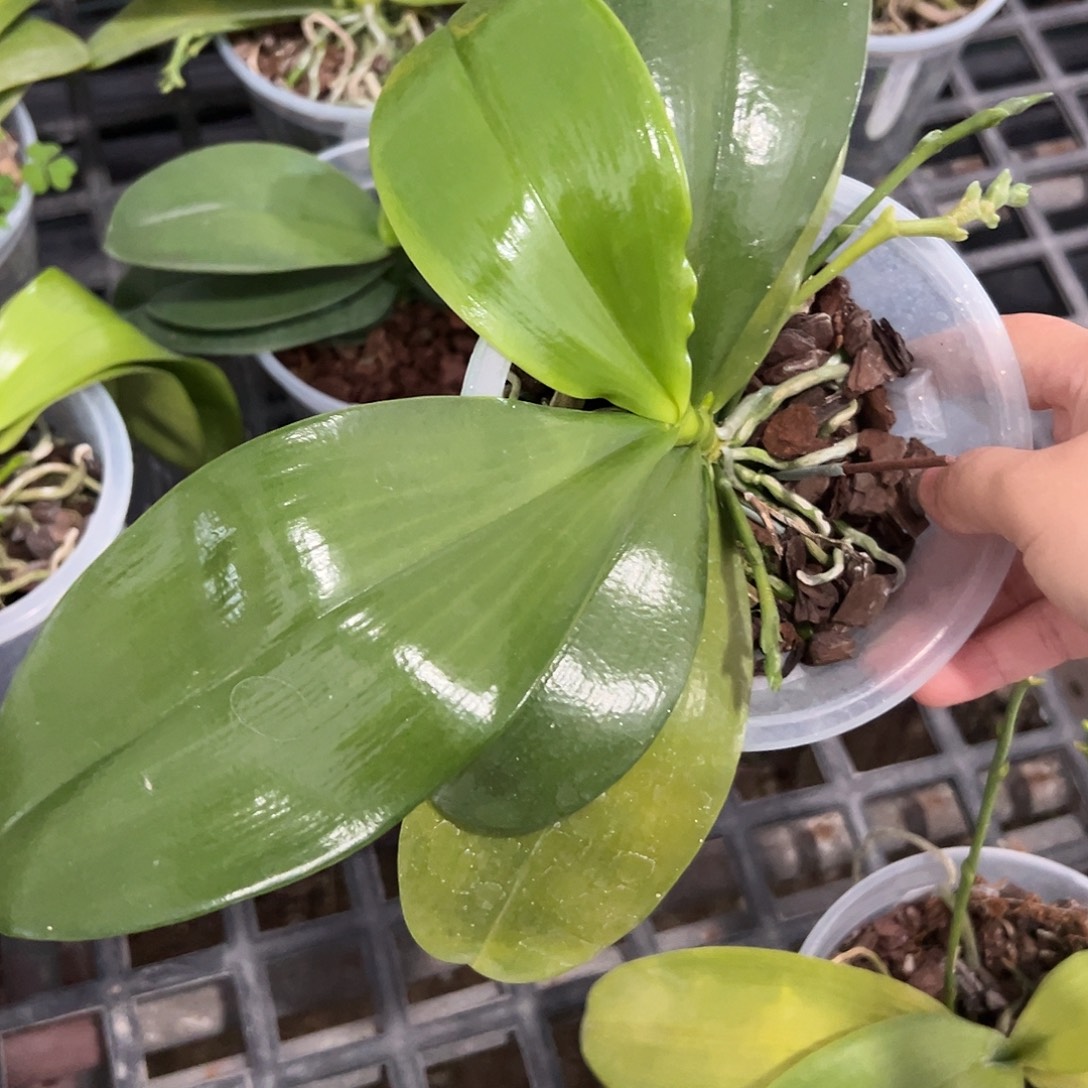 诀***.完全开放王子837 3.5寸