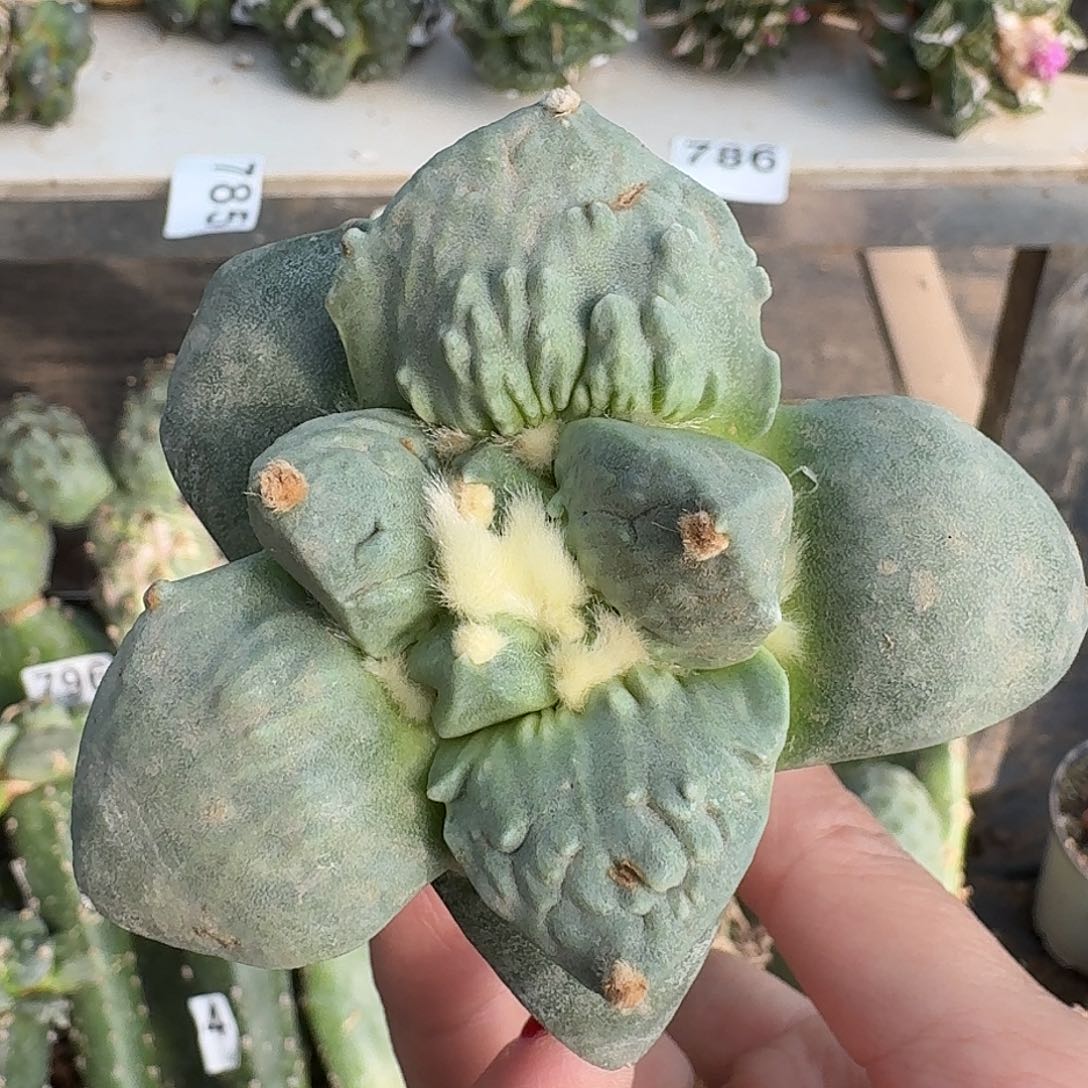 无花朵大尤怒涛745