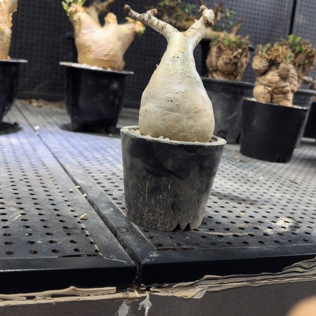 小叶葡萄36999969966666