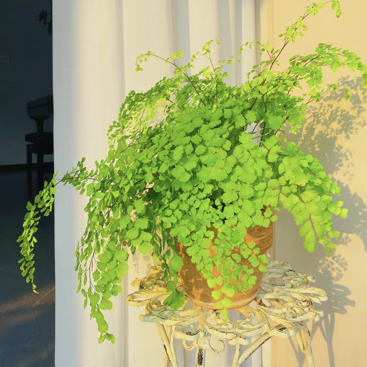 铁线蕨苔藓球室内四季常绿花卉盆栽室内净化空气吸甲醛轻奢北欧风