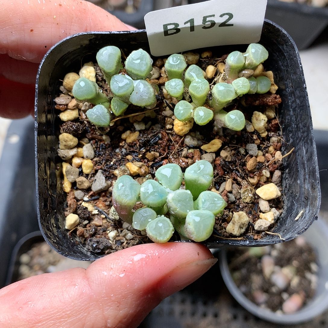 B152多肉植物保护