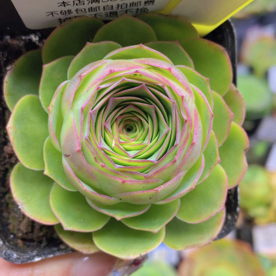 堇年玫瑰新年福利554