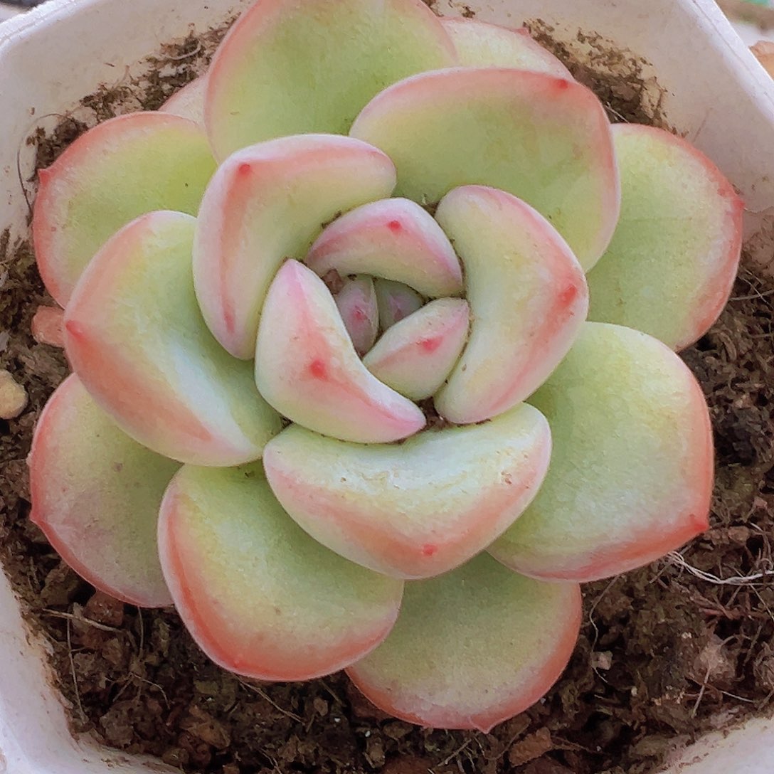 小精品八角盆泡芙19包邮