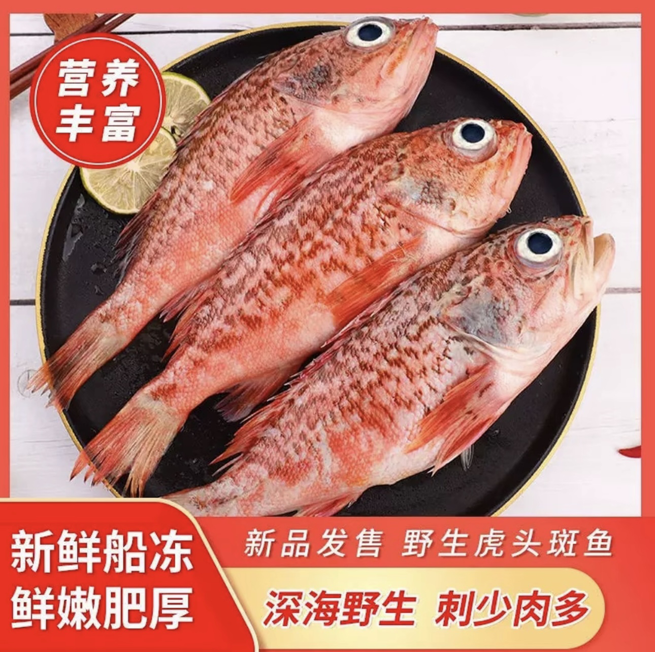 青岛发货 深海虎头斑石九公 5斤包邮