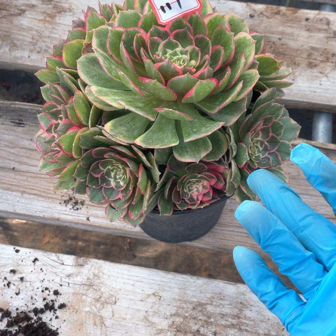 粉花妖老桩手捧117