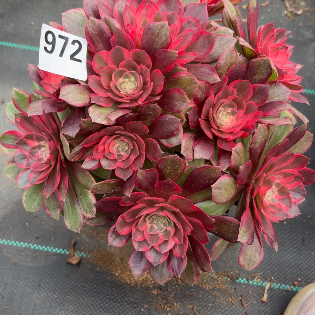 972黑膜锦多肉植物福利