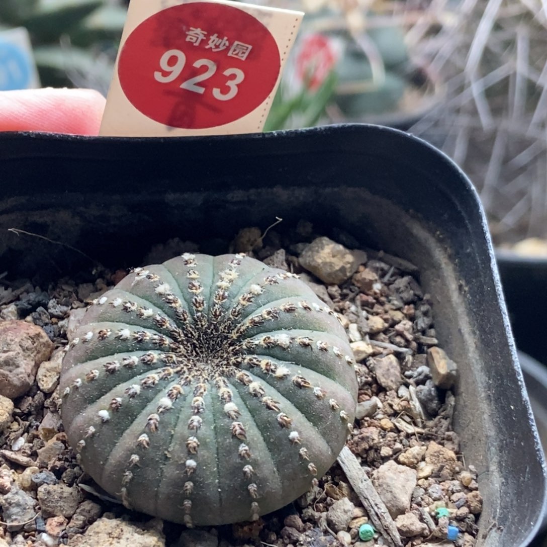 实生大型士童3.5cm一棵仙人球