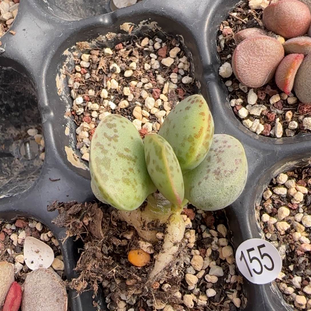 花蛋小桩水泡多肉植物