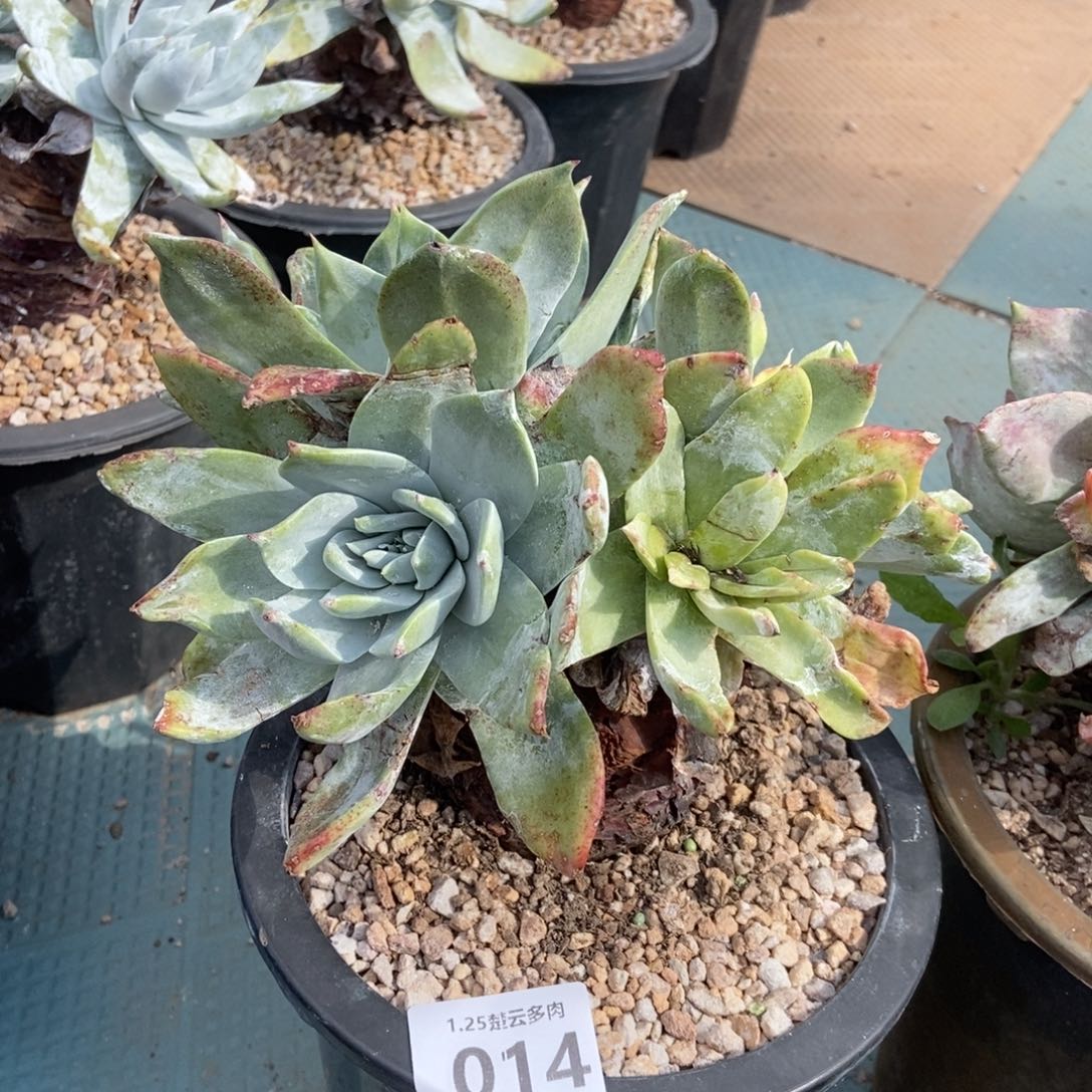 014瑕疵处理多肉植物