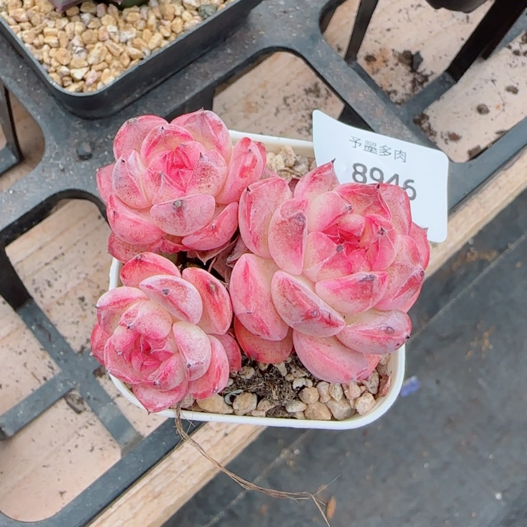 森林玫果，8946多肉