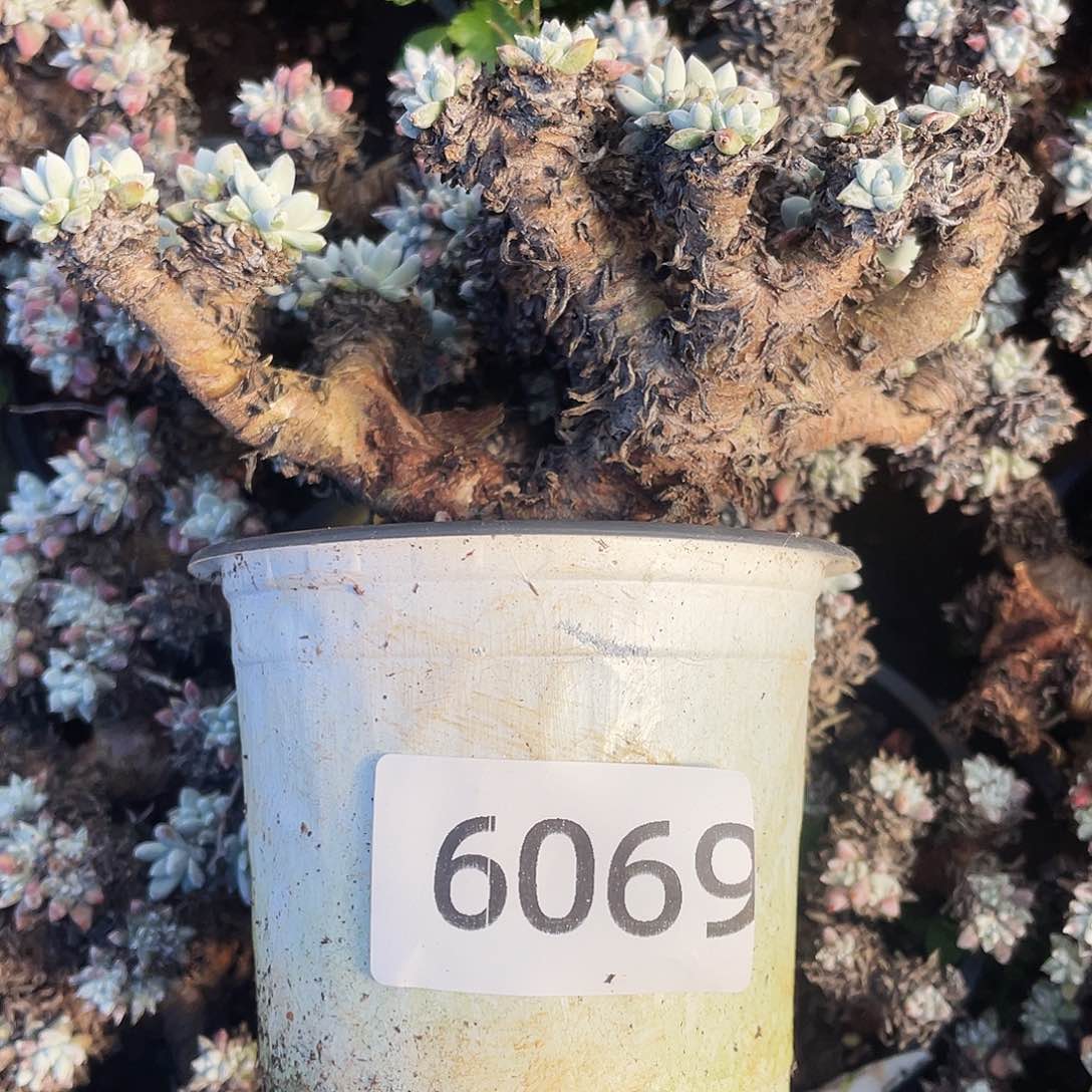 瑕疵特价不售后6909